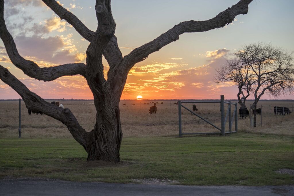 Landscaping in West Texas