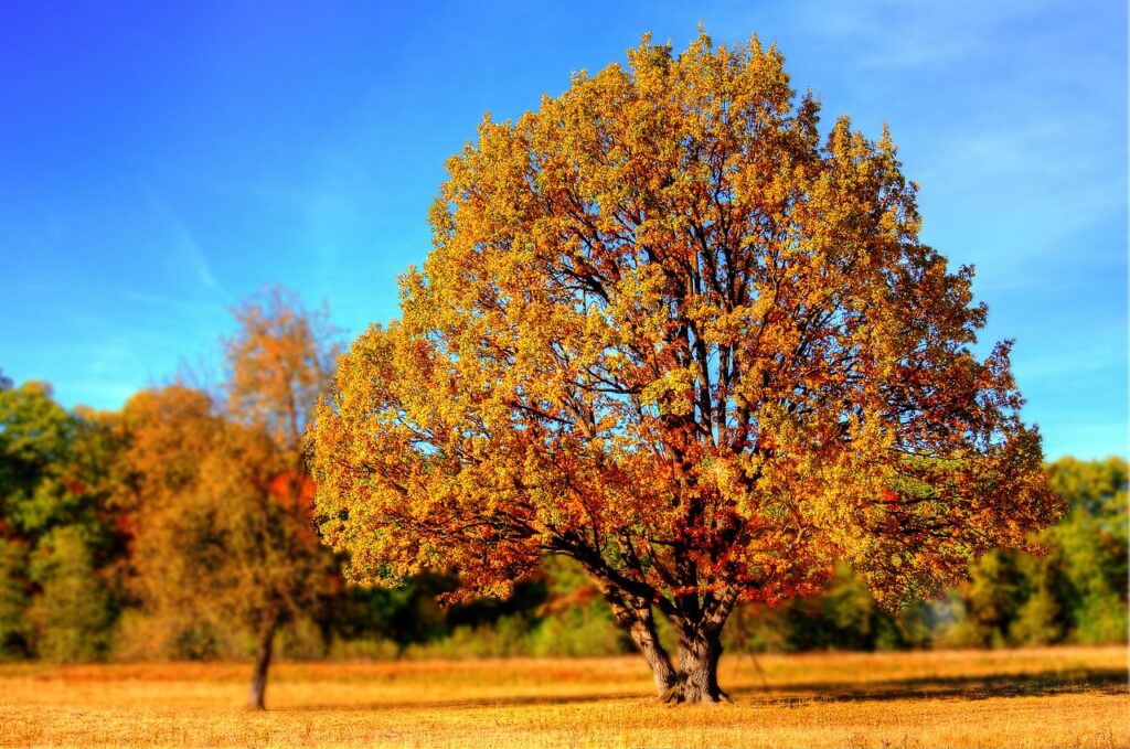 tree fertilization